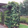 Vine Dutchman's Pipe #2 - Image 2